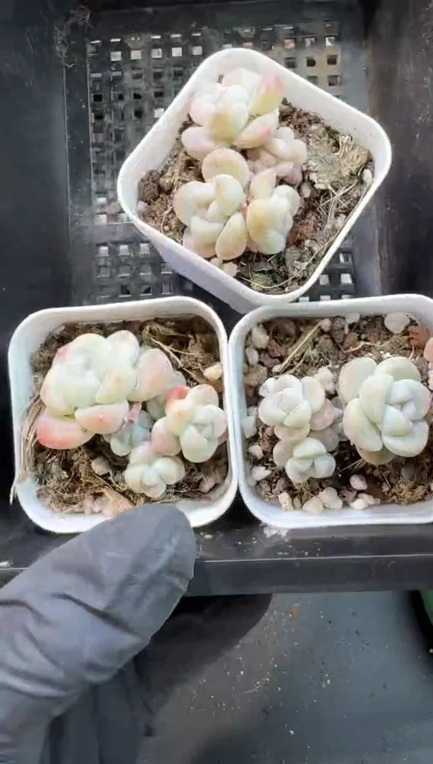 【闪购商品】143号到手1框-江北多肉