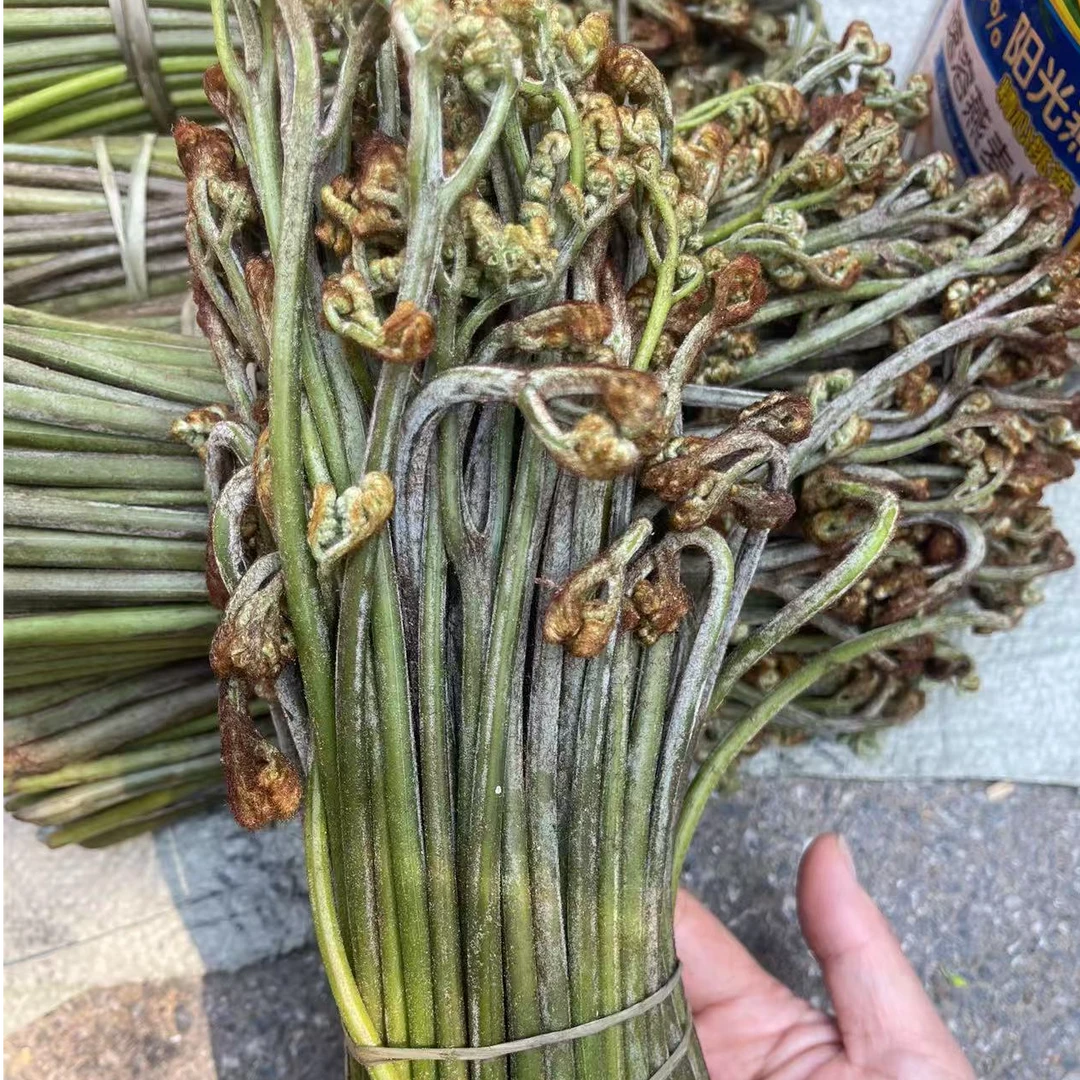农家天然野生蕨菜湖南邵阳爽口蕨菜