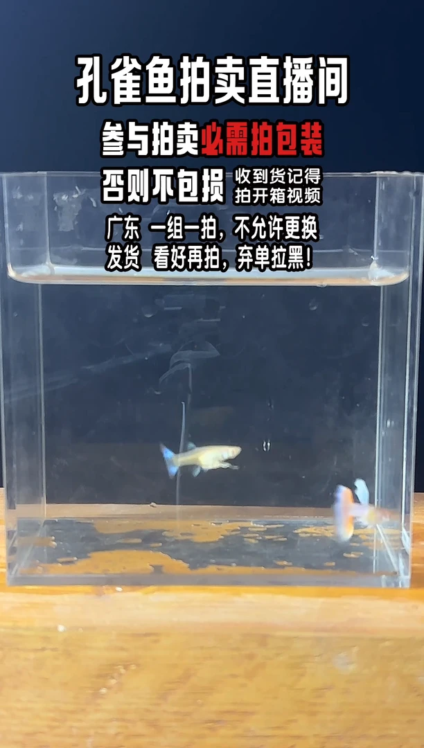 孔雀鱼欧翼火烧云