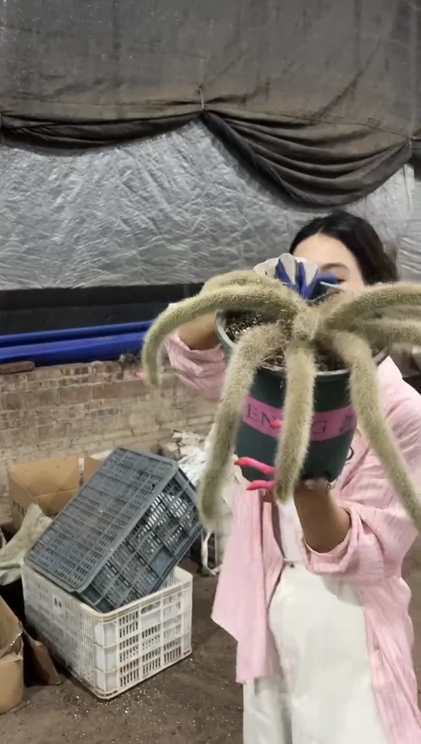 大桶装九尾狐19.99