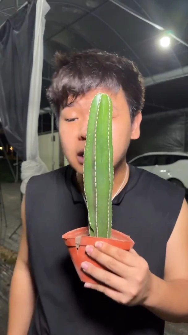 白云阁 带根 高15-25cm