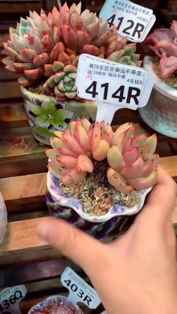 414R(一物一拍实付满28发货，默认不带盆土）