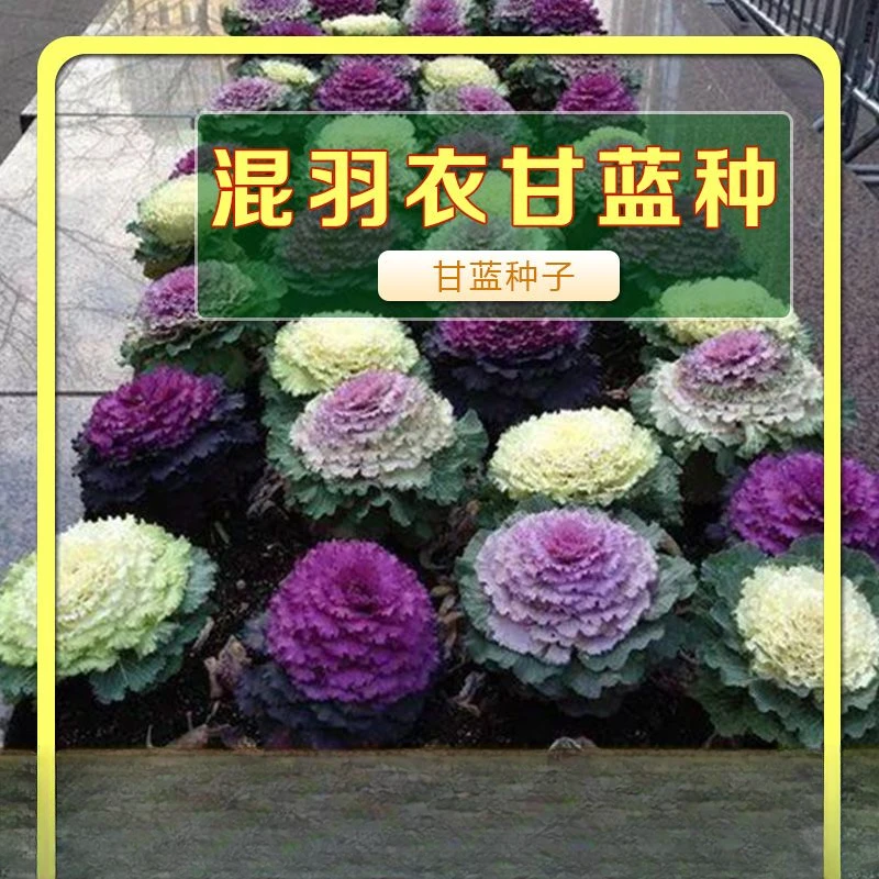 观赏彩色羽衣甘蓝种子可食用多年耐寒紫色蔬菜苗阳台四季盆栽