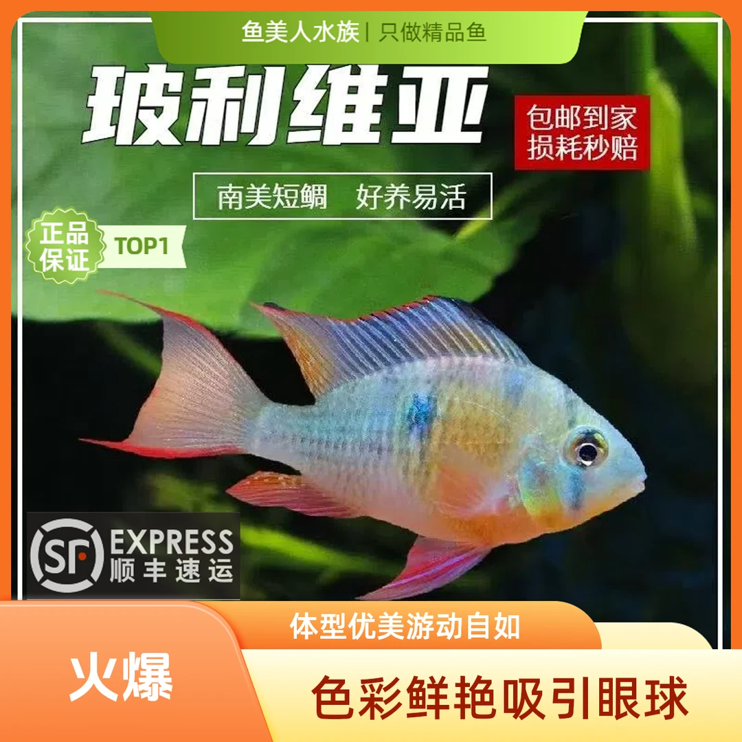 【顺丰广东发货】玻利维亚热带淡水鱼观赏鱼好看漂亮耐活皮实新手鱼