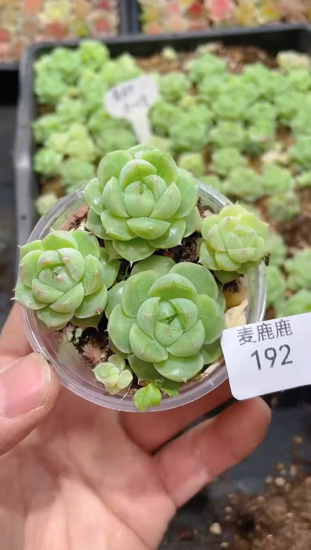 192A18麦秆      量拍