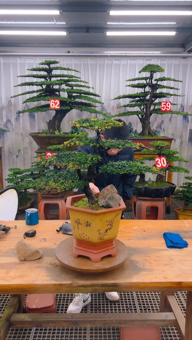 无花朵越**强精品盆景直播间一物一拍