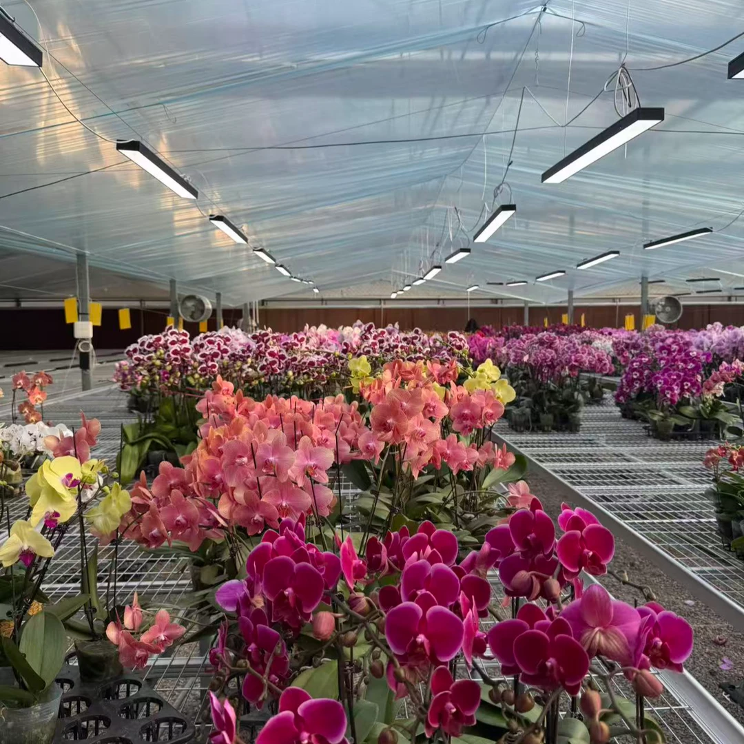 花之恋【两棵组合】蝴蝶兰鲜花