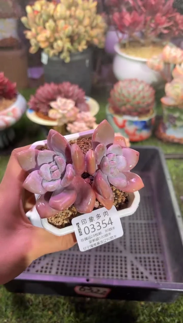 【闪购商品】03354