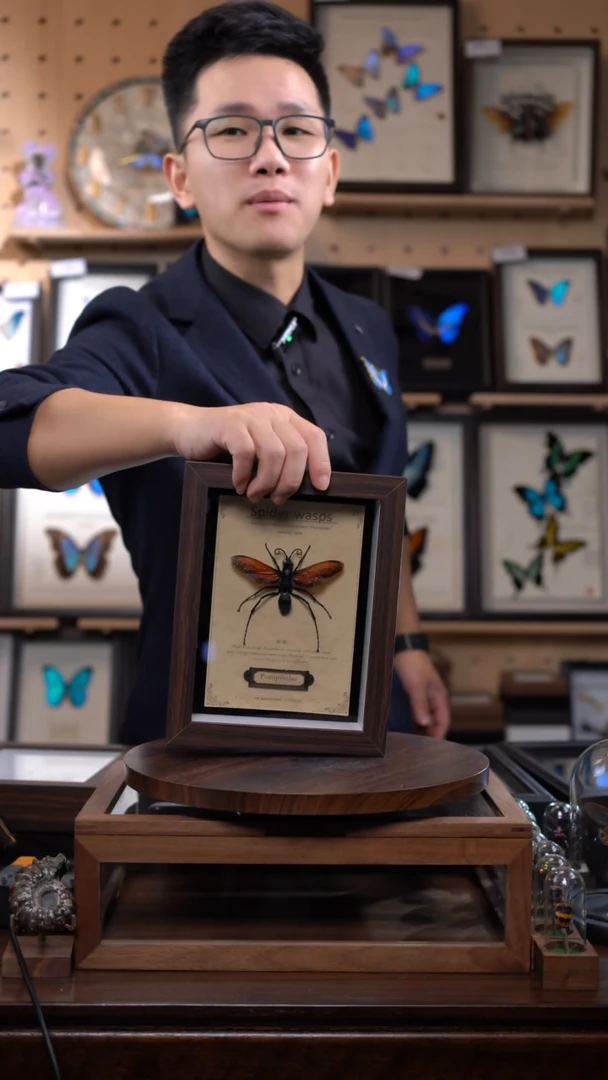 蛛蜂标本8寸复古框