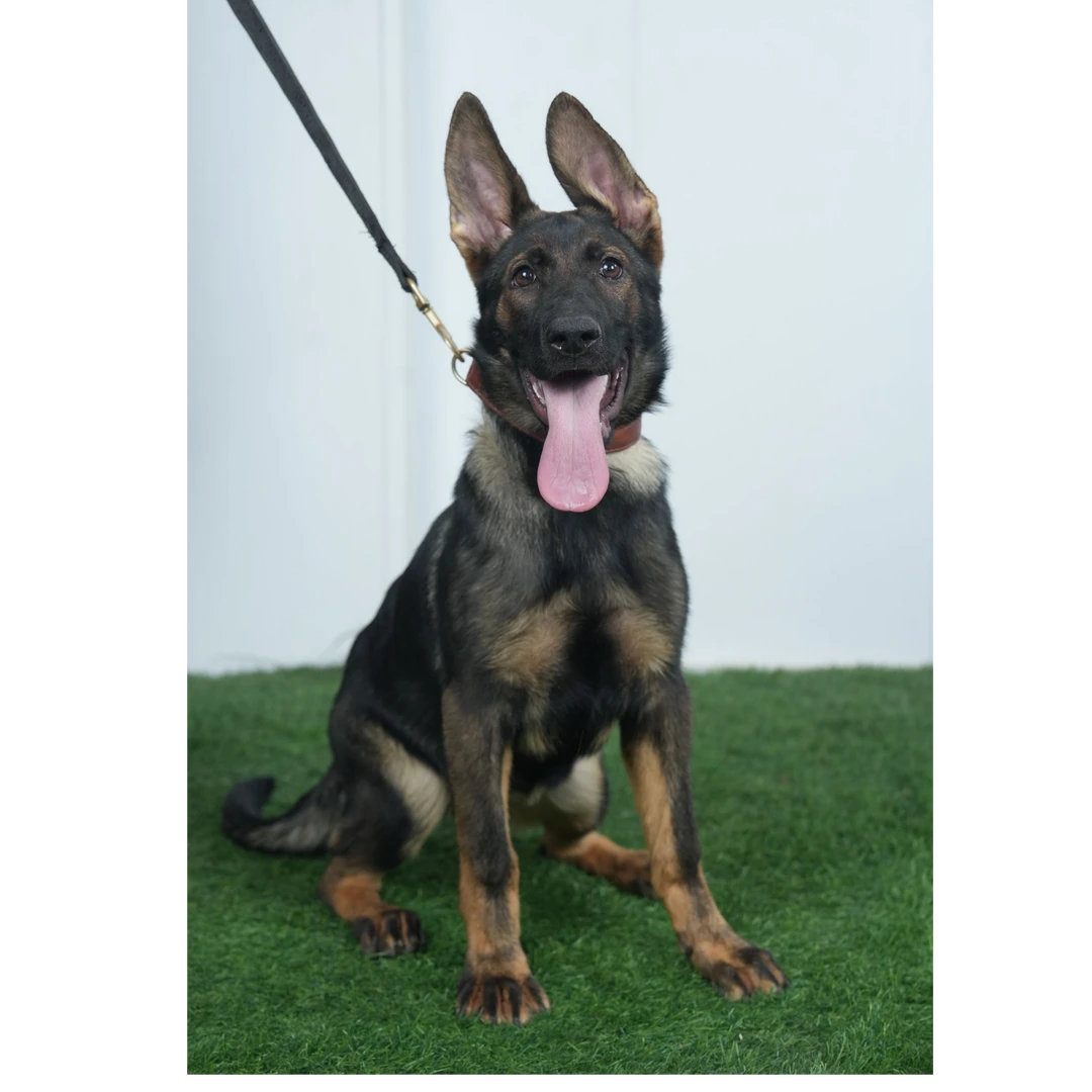 【巴图斯配维娜】大力神儿子配冰人女儿 深狼灰小公狗 德国牧羊犬！