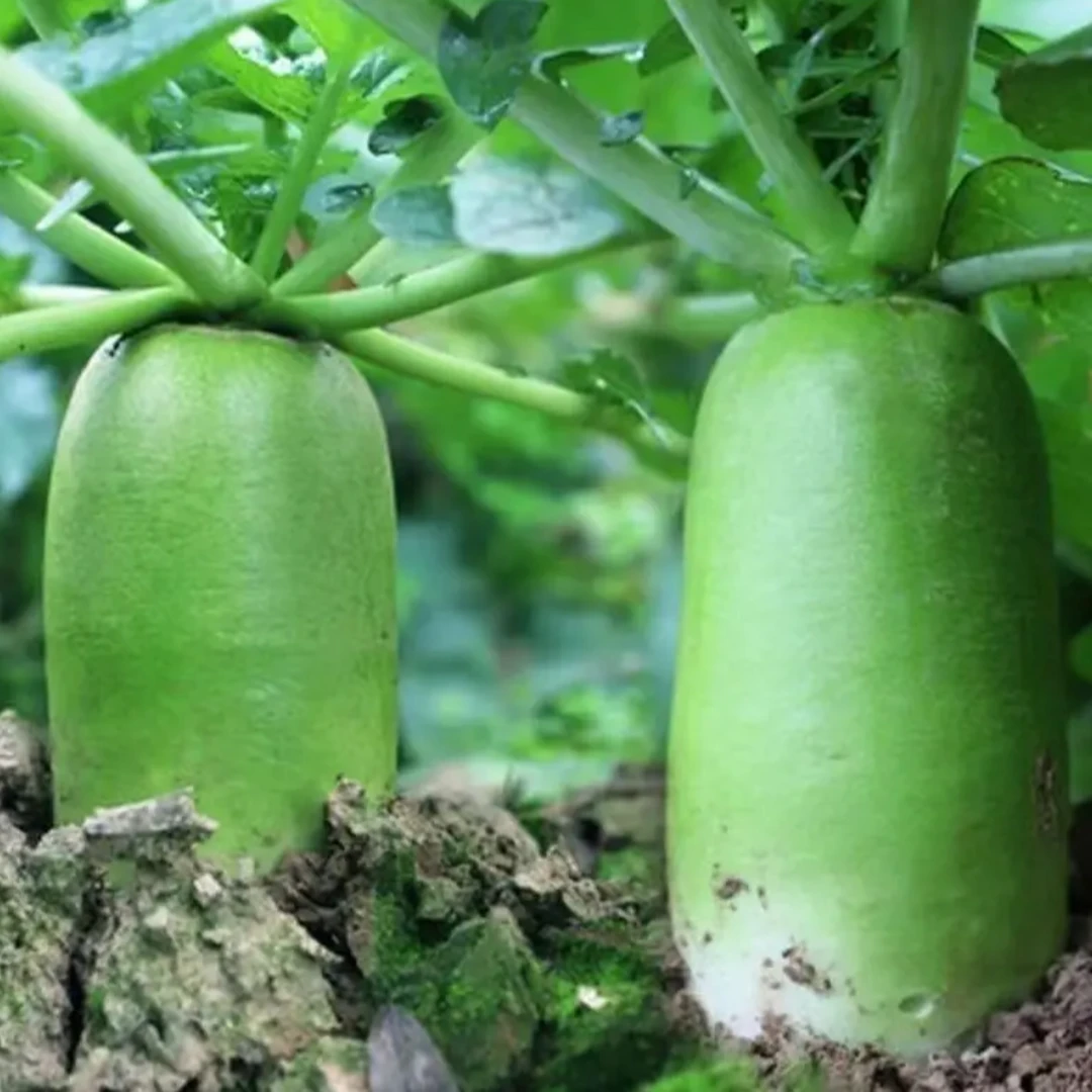 （满5元包邮）大青萝卜菜籽四季播种蔬菜南北方种植