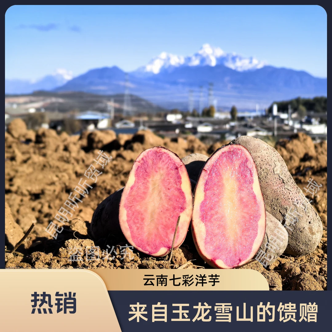 云南七彩红皮红心花心土豆新鲜现挖可家常食用的马铃薯洋芋