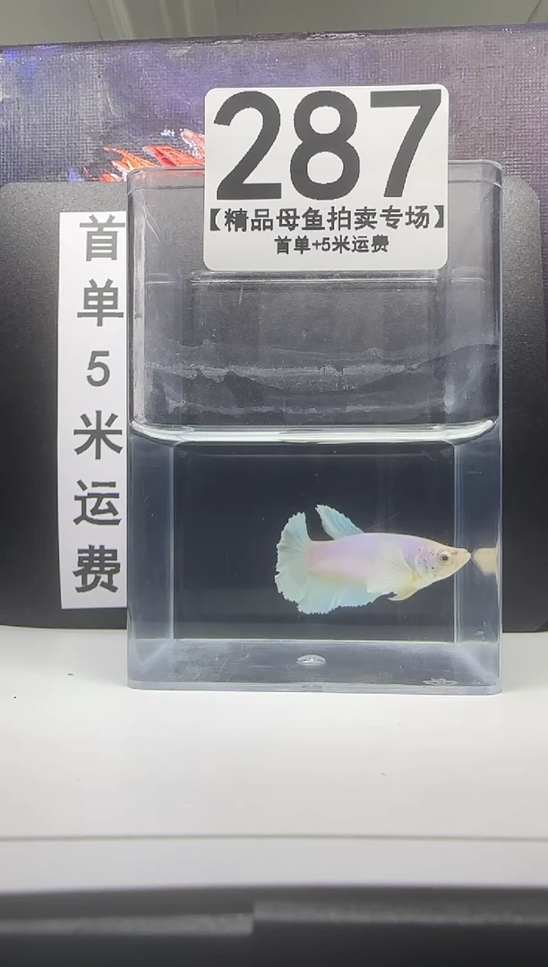 斗鱼母鱼编号：287