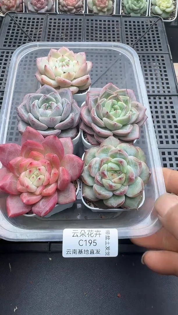 珍妮杂交多肉C195