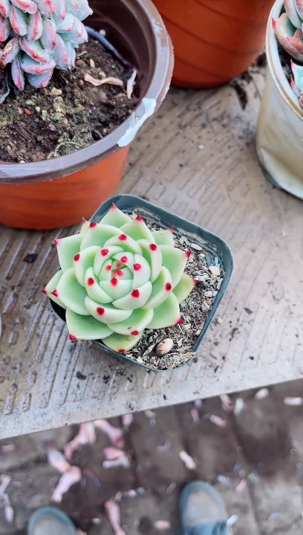 【闪购商品】08209