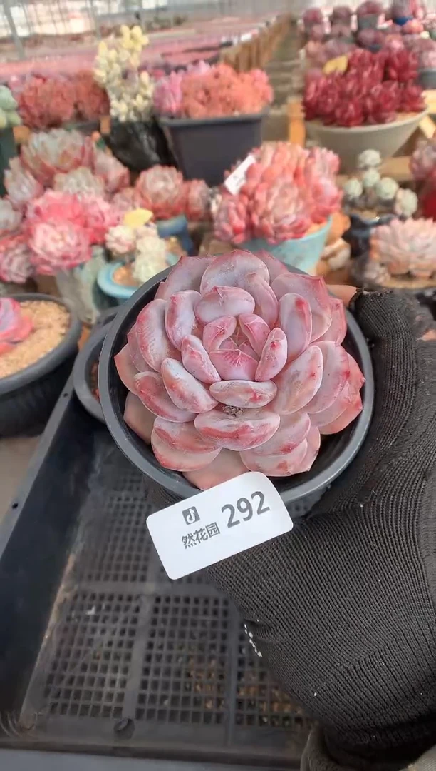 292星影多肉植物一物一拍