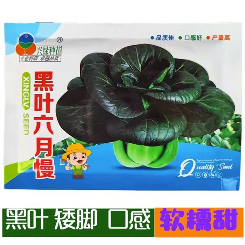 黑叶六月慢小白菜种子青梗菜抗病抗热耐寒耐雨四季播种小青菜种籽