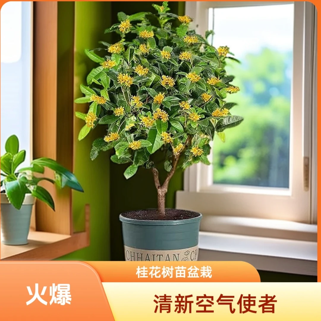 两棵5年庭院阳台观赏花卉盆栽绿植浓香型耐寒耐晒