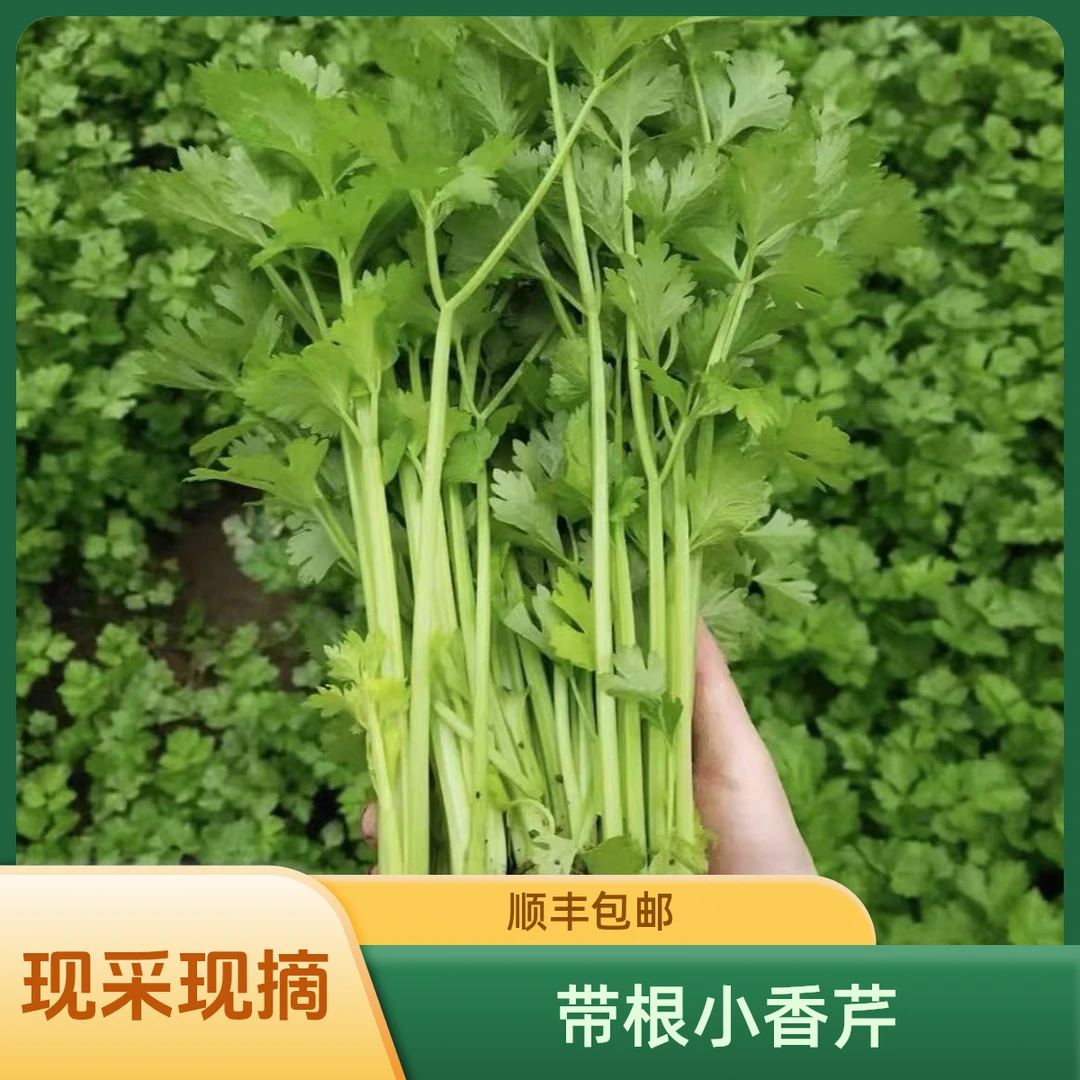 【顺丰包邮 一份两斤】带根头茬有机小香芹 新鲜采摘 脆嫩绿色蔬菜
