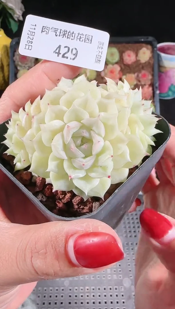 多肉1128-429群生不包整