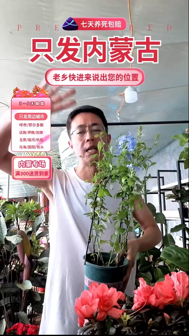 完全开放大盆蓝雪花