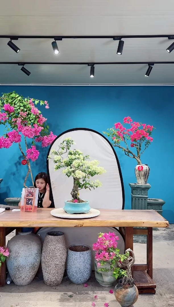 全部花朵绿叶樱花三角梅