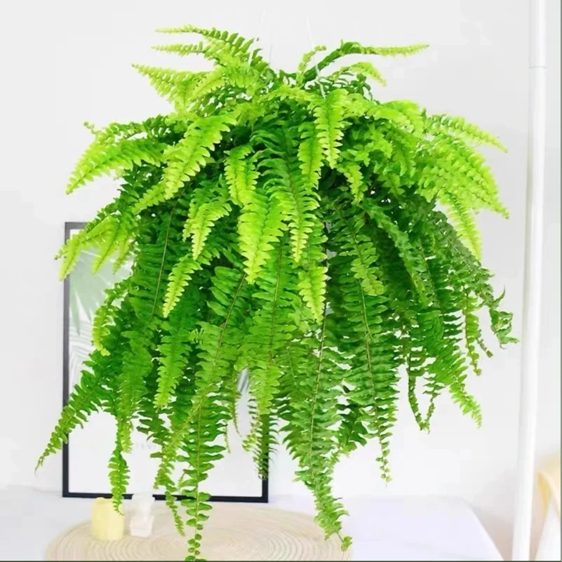 带繁星玻璃瓶水培波斯顿蕨桌面盆栽净化空气绿植30-50CM室内植物