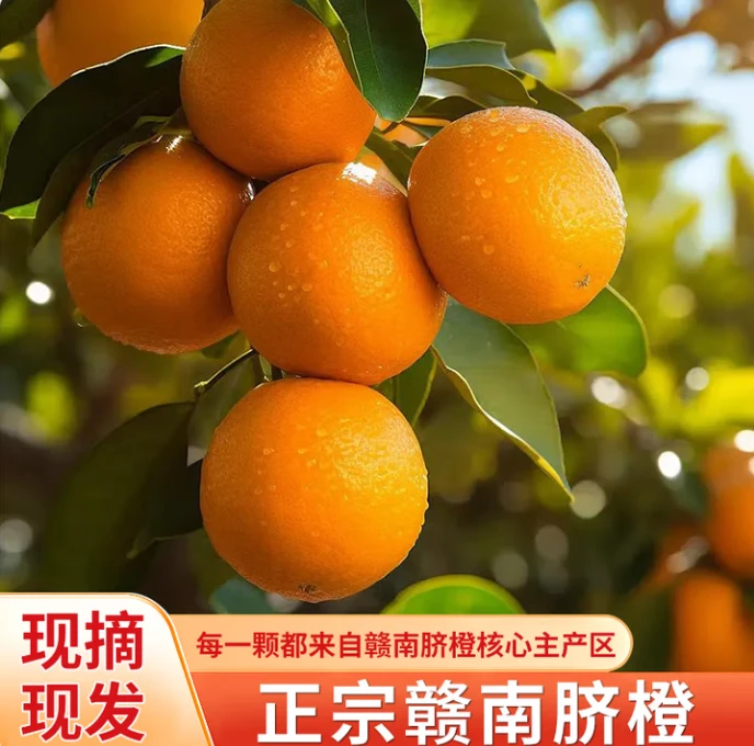 正宗赣南脐橙香甜橙子新鲜水果江西脐橙产地直发精品大果现摘现发