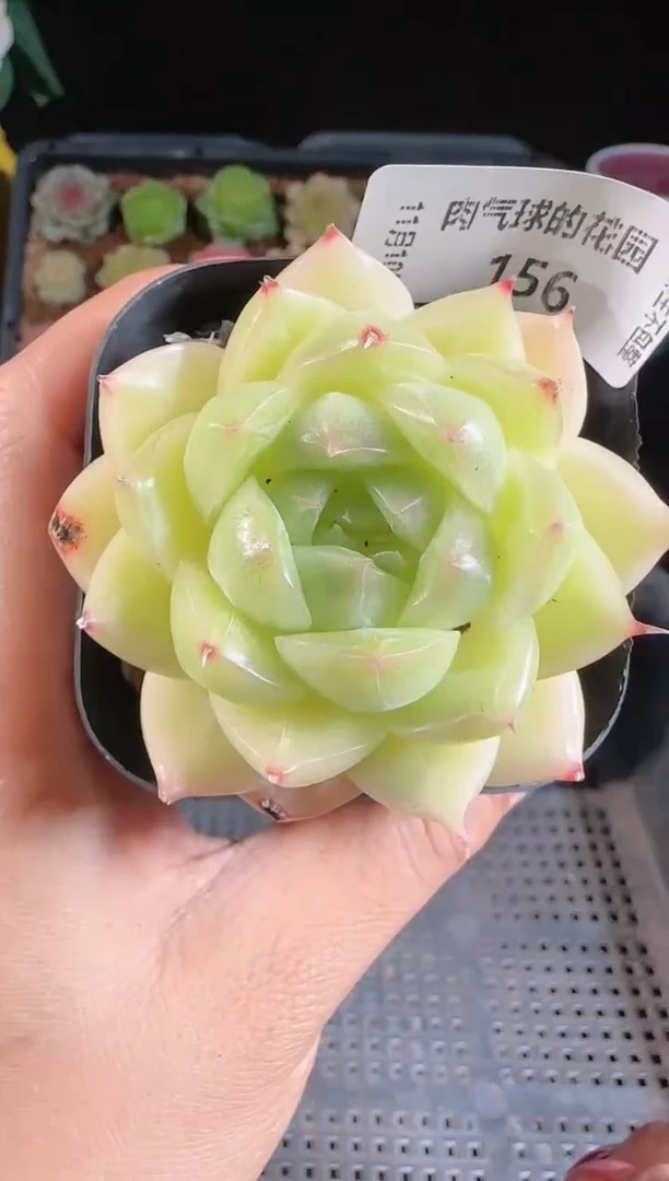 1110-156群生不包整