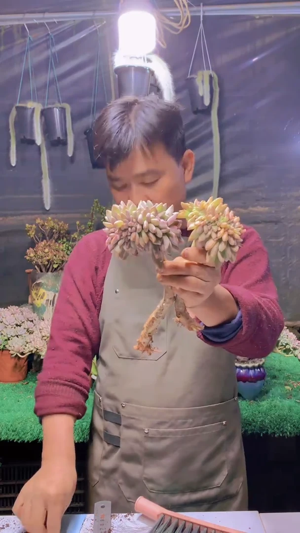 171淡雪缀化一物一拍