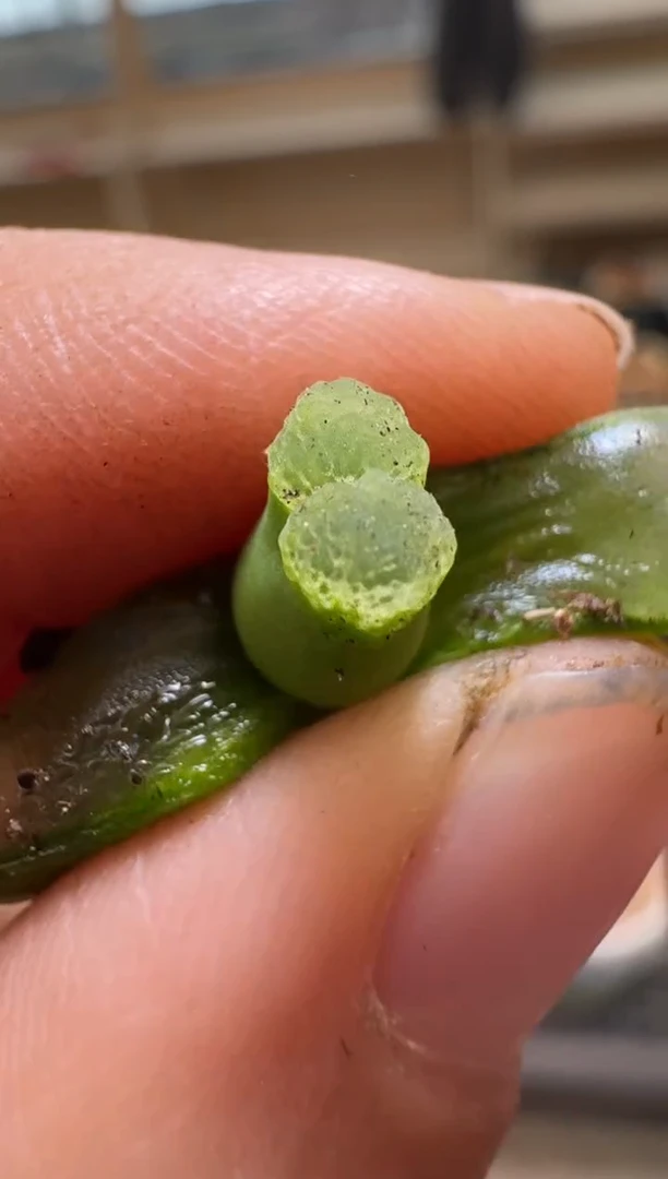 【闪购商品】2/4-263