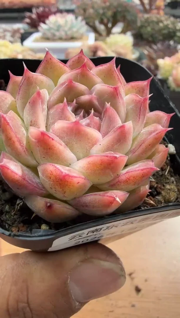 东云多肉园二店-46