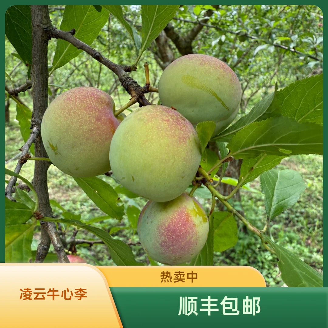 广西凌云牛心李新鲜采摘顺丰包邮
