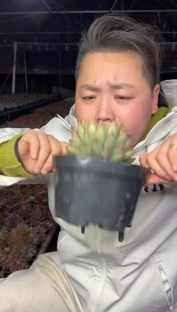 【闪购商品】55-单头正版二代虞美人带盆土9.99