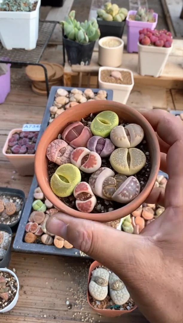 【闪购商品】7381直播间一物一拍