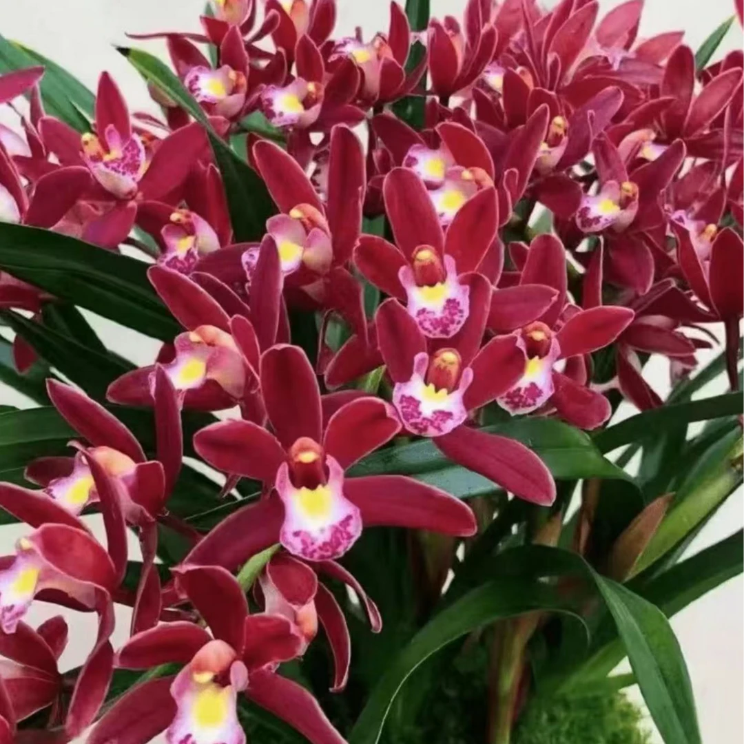 红双喜4-5花起室内客厅好养兰花大红兰花飞粤