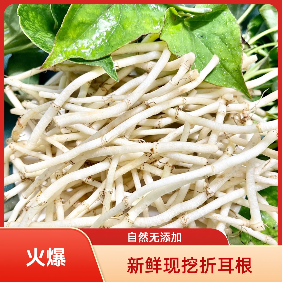【现挖新货】农家鱼腥草新货新鲜折耳根嫩根中药材煮水凉拌炒肉蔬菜