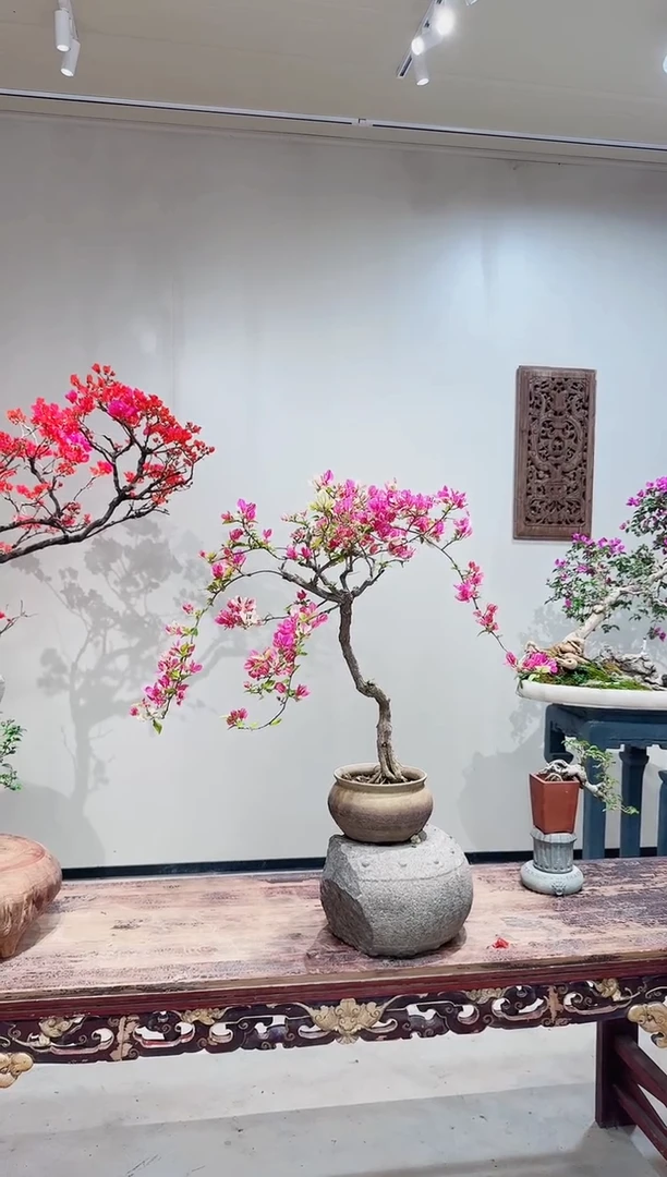 【闪购商品】盆景章红樱