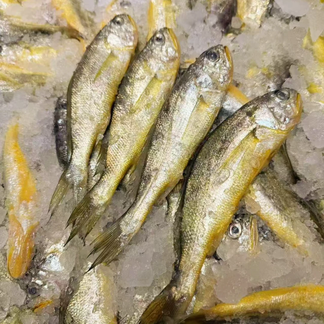 大条规格舟山细鳞小黄鱼（5条/斤）  冷冻发货