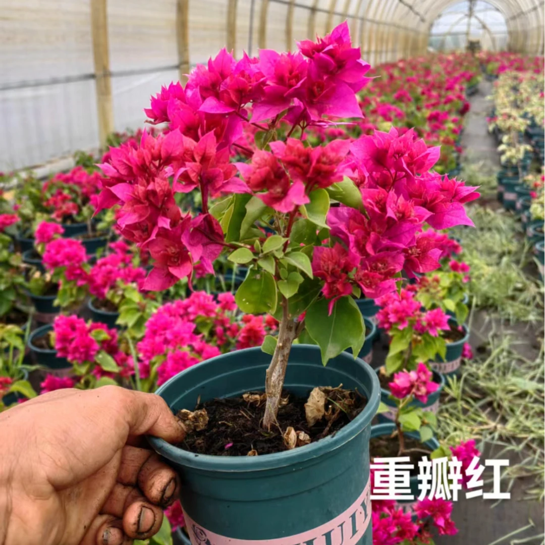 带花红三角梅大棵盆栽发货四季开花绿植室外观花观叶爬藤花好养