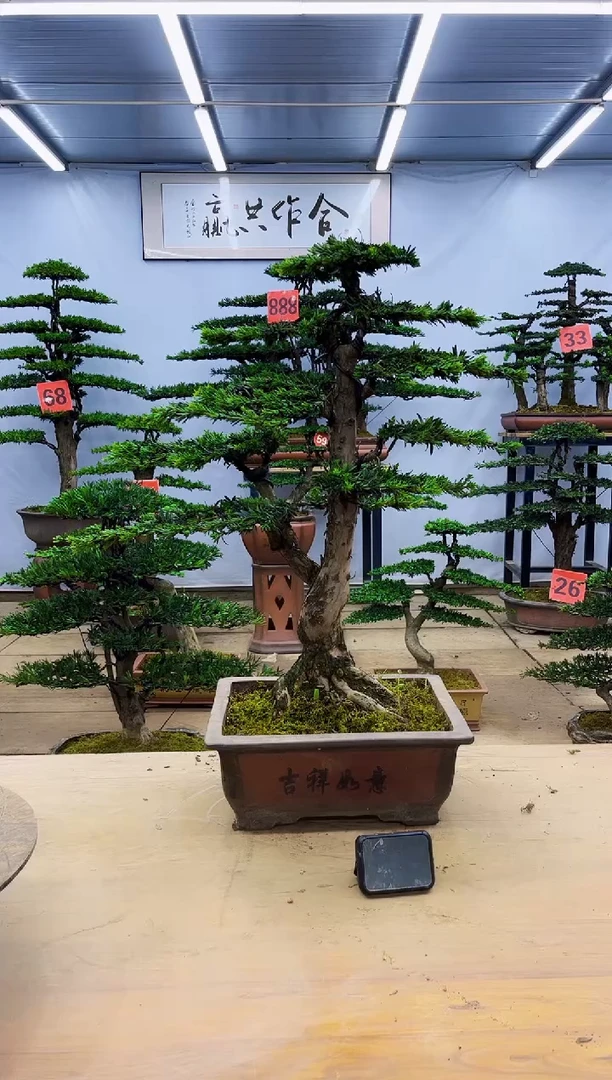 无花朵一物一拍，所见即所得