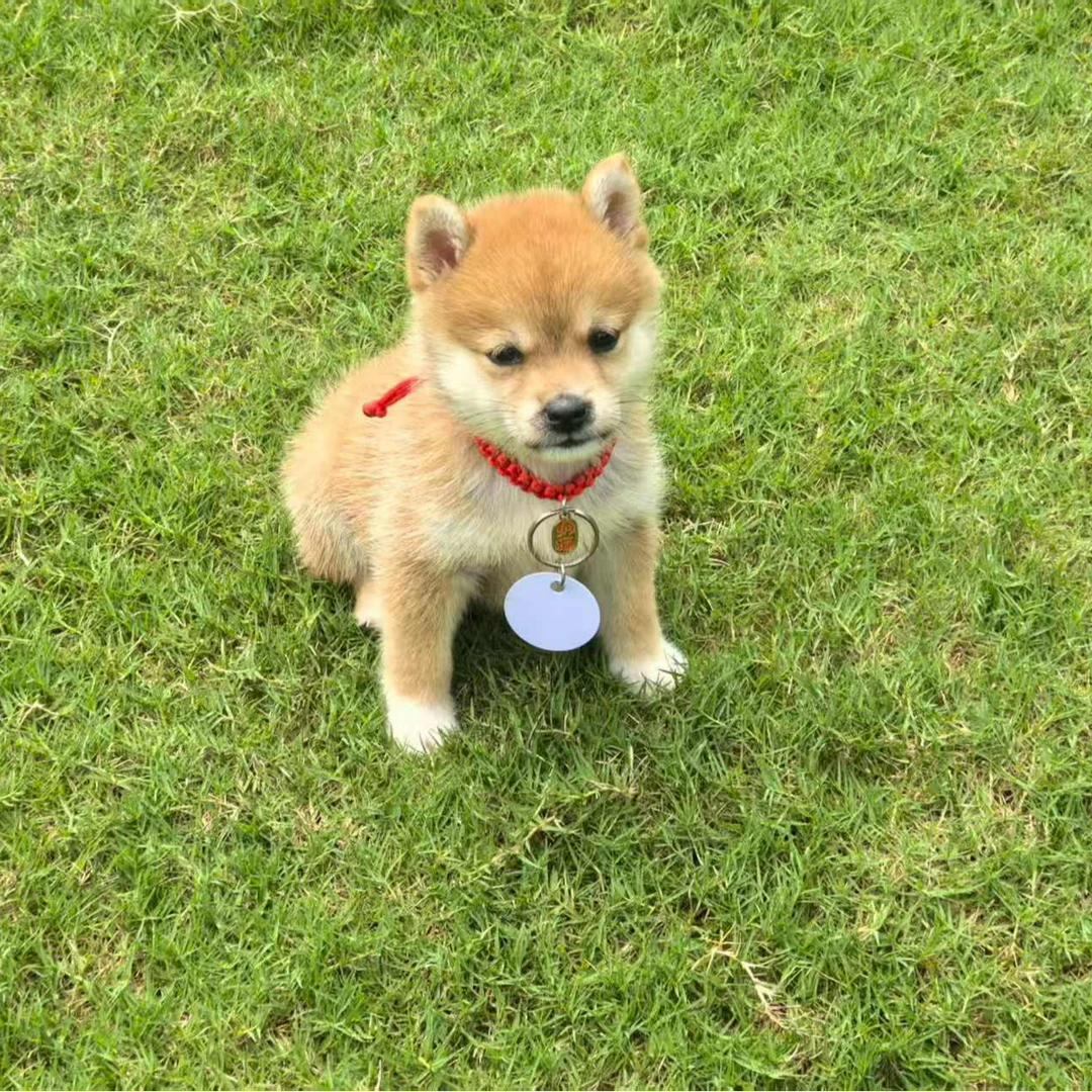 活体狗狗柴犬直播链接2