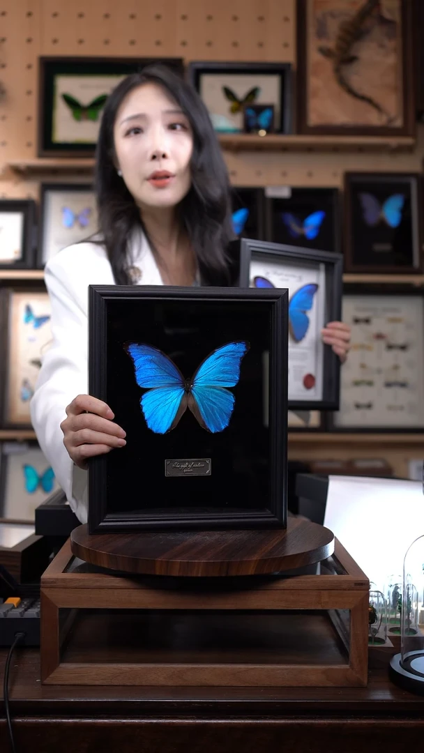 大蓝闪蝶黑绒底版10寸欧式框（带证书）