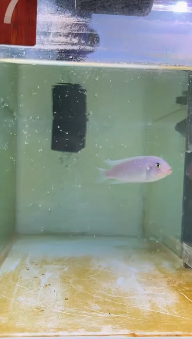 海水三湖慈鲷野生