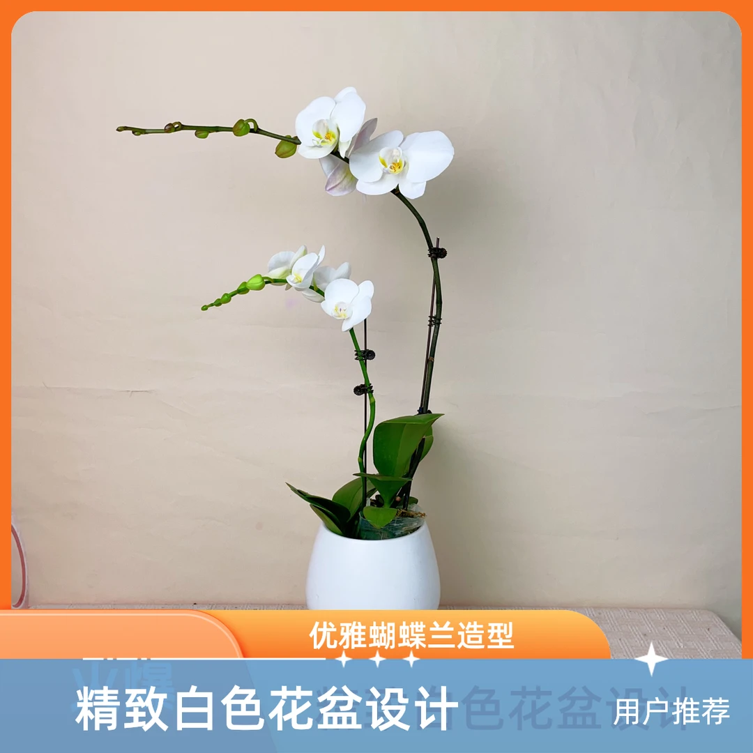 A级【白V精品】蝴蝶兰轻奢室内绿植花卉艺术盆栽基地直发