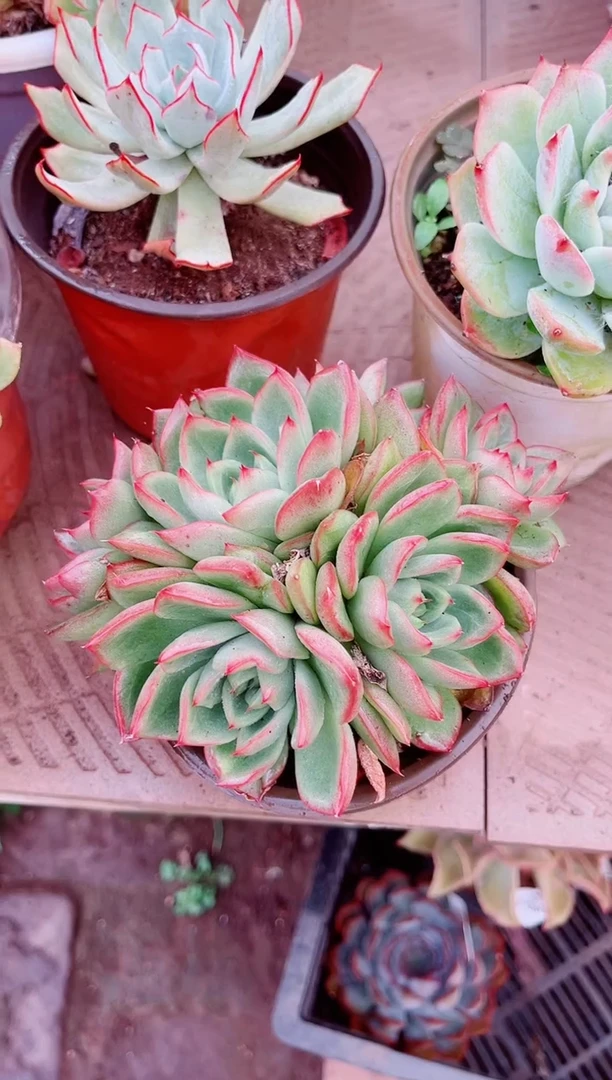 任*多肉植物一物一拍02091