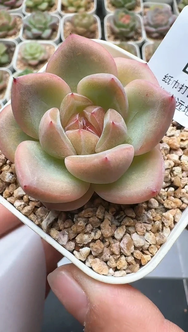 833D云禹多肉植物 带盆土纸巾打包 3颗包邮