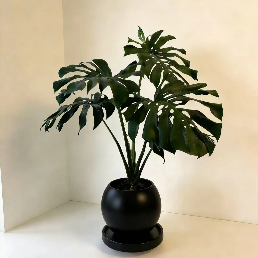 龟背竹客厅绿植高级感室内大型盆栽大叶老桩落地植物盆景四季好养