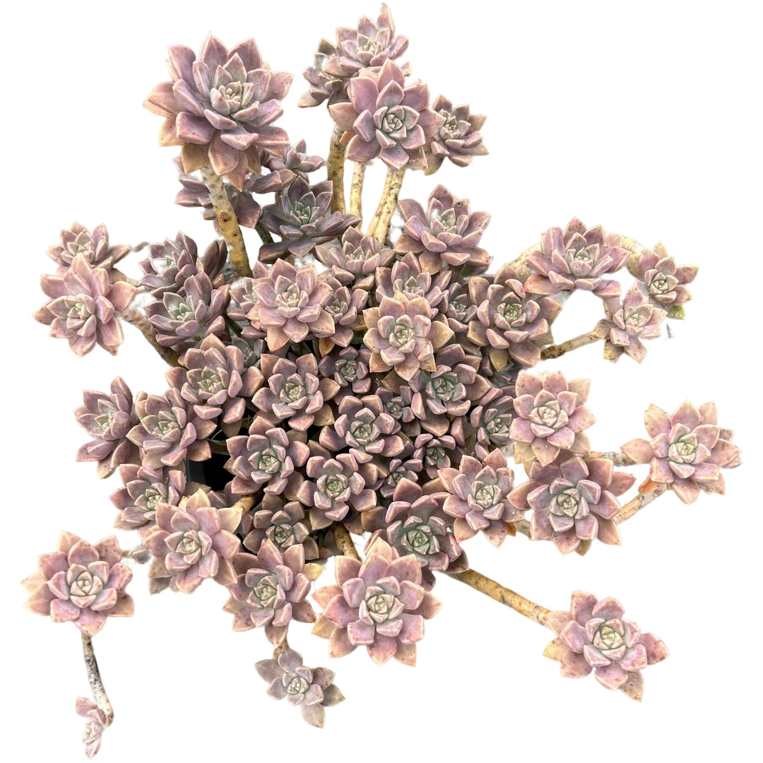 大老桩阿伦陪脱土 多肉植物室内绿植净化空气