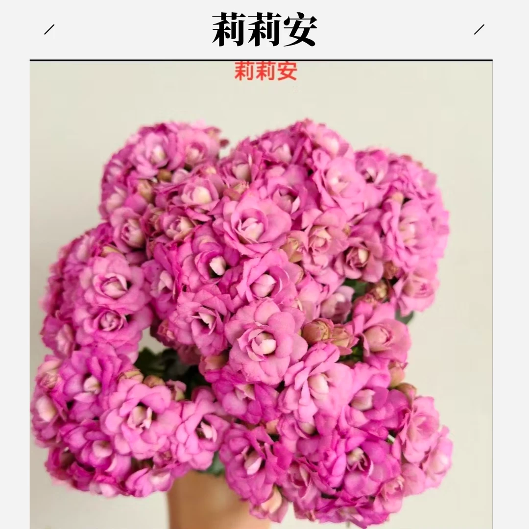 【110】莉莉安稀有品种重瓣长寿花